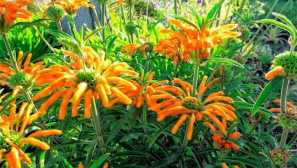 Lví ocas nebo divoká dangga